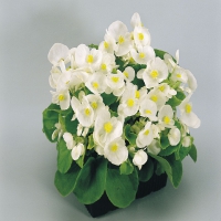 SUPER OLYMPIA WHITE F1